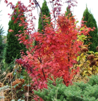 Klon palmowy PHOENIX CZERWONY Acer REALNE ZDJĘCIA