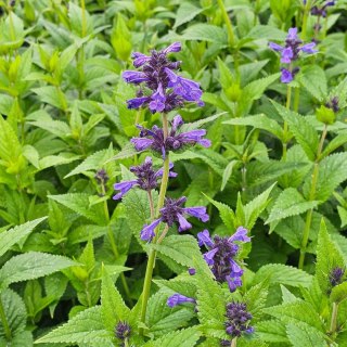 Kocimiętka (Nepeta) 'Neptune' C2