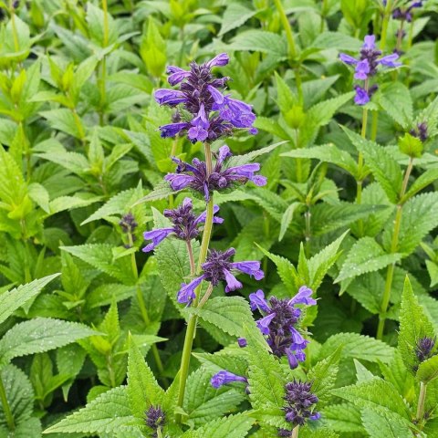 Kocimiętka (Nepeta) 'Neptune' C2 Kocimiętka (Nepeta) 'Neptune' C2
