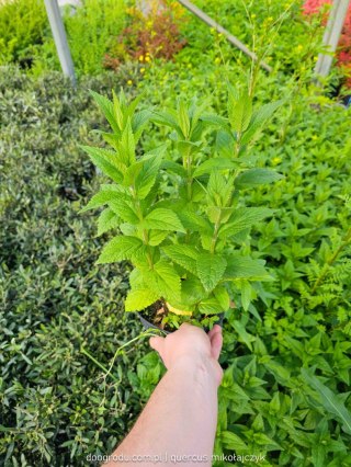Kocimiętka (Nepeta) 'Neptune' C2