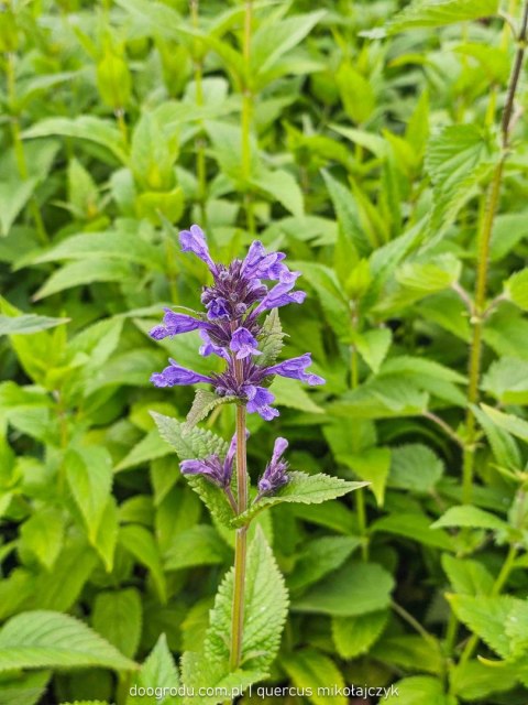 Kocimiętka (Nepeta) 'Neptune' C2 Kocimiętka (Nepeta) 'Neptune' C2
