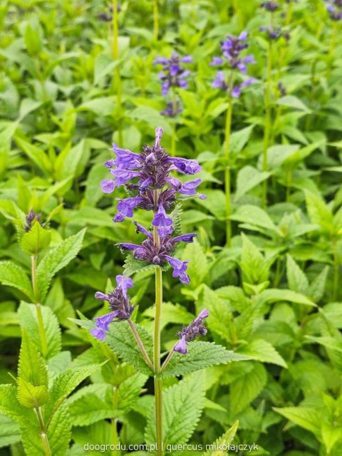 Kocimiętka (Nepeta) 'Neptune' C2 Kocimiętka (Nepeta) 'Neptune' C2
