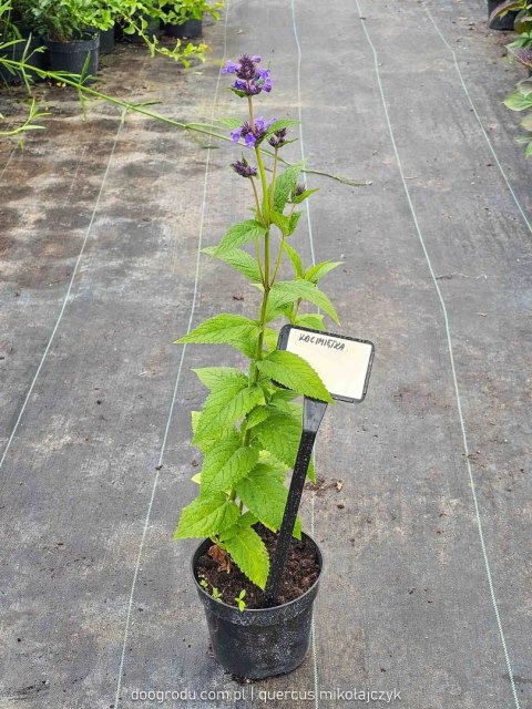 Kocimiętka (Nepeta) 'Neptune' C2 Kocimiętka (Nepeta) 'Neptune' C2