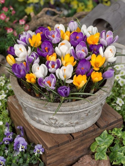 Krokus Wiosenny Zestaw 500SZT Dużych Cebul Krokusa + GRATIS CZOSNEK OZDOBNY