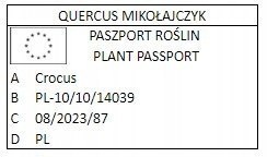 Krokus Wiosenny Zestaw 500SZT Dużych Cebul Krokusa + GRATIS CZOSNEK OZDOBNY