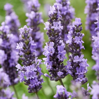 Lawenda 'Sensational' Lavandula int. C1 30CM Duże kwiaty i sztywne łodygi