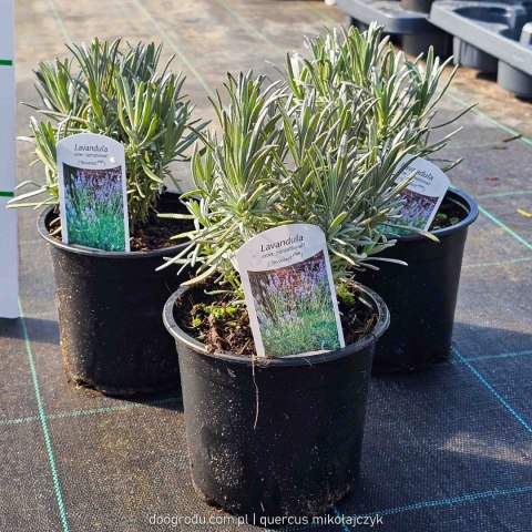 Lawenda 'Sensational' Lavandula int. C1 30CM Duże kwiaty i sztywne łodygi Lawenda 'Sensational' Lavandula int. C1 30CM Duże kwiaty i sztywne łodygi