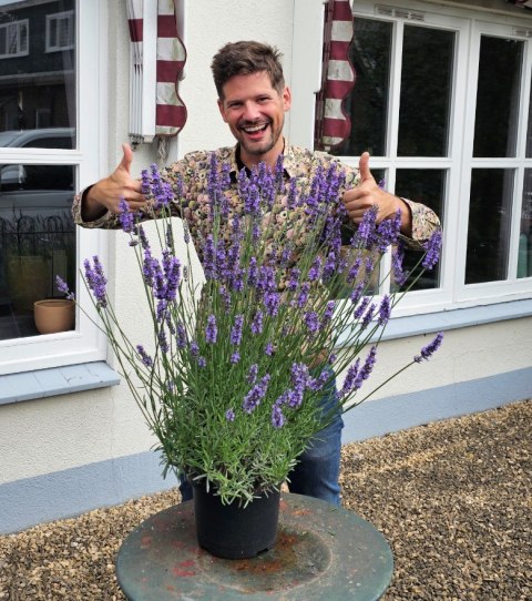 Lawenda 'Sensational' Lavandula int. C1 30CM Duże kwiaty i sztywne łodygi Lawenda 'Sensational' Lavandula int. C1 30CM Duże kwiaty i sztywne łodygi