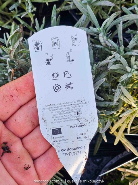 Lawenda 'Sensational' Lavandula int. C1 30CM Duże kwiaty i sztywne łodygi Lawenda 'Sensational' Lavandula int. C1 30CM Duże kwiaty i sztywne łodygi