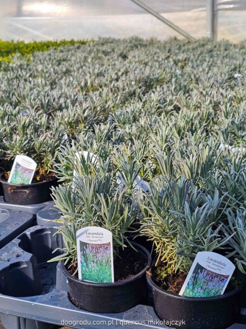 Lawenda 'Sensational' Lavandula int. C1 30CM Duże kwiaty i sztywne łodygi Lawenda 'Sensational' Lavandula int. C1 30CM Duże kwiaty i sztywne łodygi