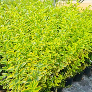 Ligustrum ovalifolium Ligustr jajolistny 'Aureum' C2 50-60CM