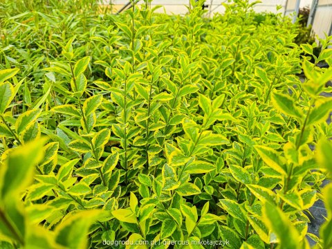 Ligustrum ovalifolium Ligustr jajolistny 'Aureum' C2 50-60CM