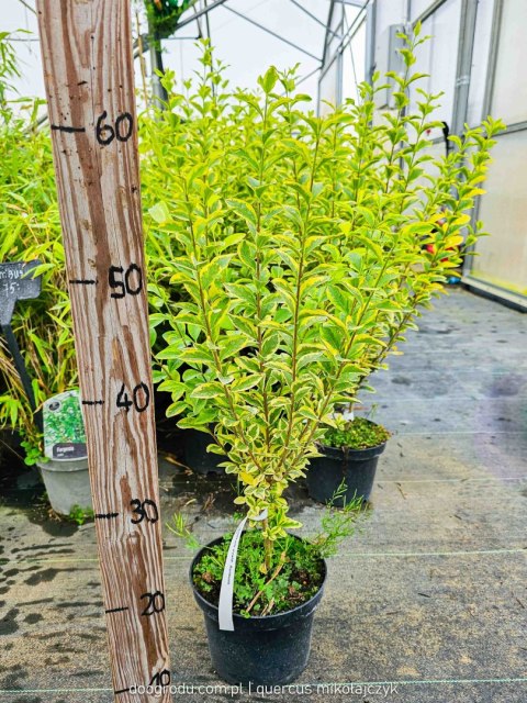 Ligustrum ovalifolium Ligustr jajolistny 'Aureum' C2 50-60CM