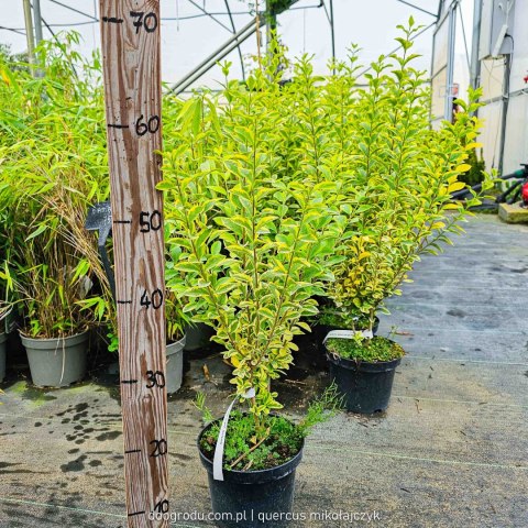 Ligustrum ovalifolium Ligustr jajolistny 'Aureum' C2 50-60CM