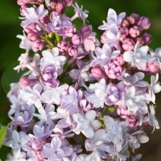 Lilak pospolity 'Michel Buchner' (Syringa vulgaris 'Michel Buchner') C2