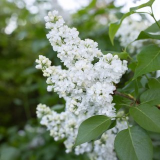 Lilak pospolity 'Miss Ellen Willmott' (Syringa vulgaris 'Miss Ellen Willmott') C3