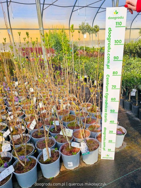 Lilak pospolity 'Miss Ellen Willmott' (Syringa vulgaris 'Miss Ellen Willmott') C3 Lilak pospolity 'Miss Ellen Willmott' (Syringa vulgaris 'Miss Ellen Willmott') C3