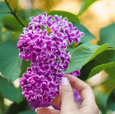 Lilak pospolity 'Sensation' (Syringa vulgaris 'Sensation') C2 Lilak pospolity 'Sensation' (Syringa vulgaris 'Sensation') C2