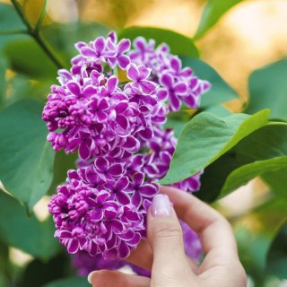 Lilak pospolity 'Sensation' (Syringa vulgaris 'Sensation') C3