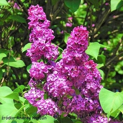 Lilak pospolity (Syringa vulgaris) 'Andenken an Ludwig Späth' C3 Lilak pospolity (Syringa vulgaris) 'Andenken an Ludwig Späth' C3