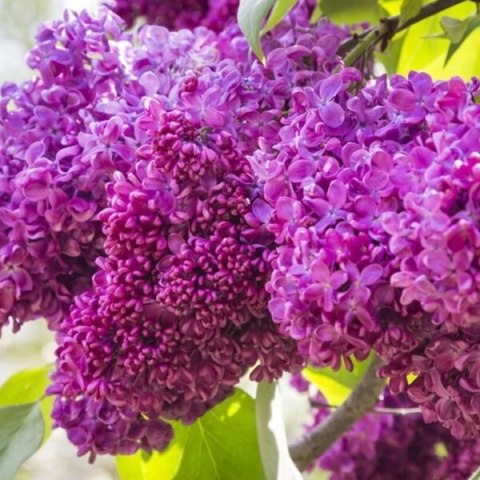 Lilak pospolity (Syringa vulgaris) 'Charles Joly' C3