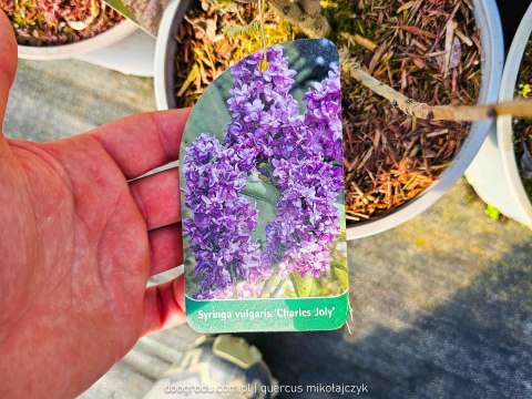 Lilak pospolity (Syringa vulgaris) 'Charles Joly' C3