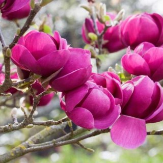 Magnolia 'Black Tulip' C5 50-60CM