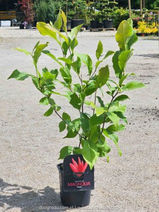 Magnolia 'Susan' powtarza kwitnienie C2/P17 60CM