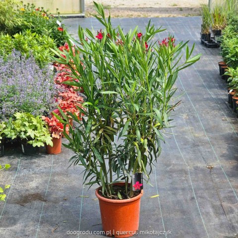 Nerium Oleander Czerwony 100CM C15 XXL