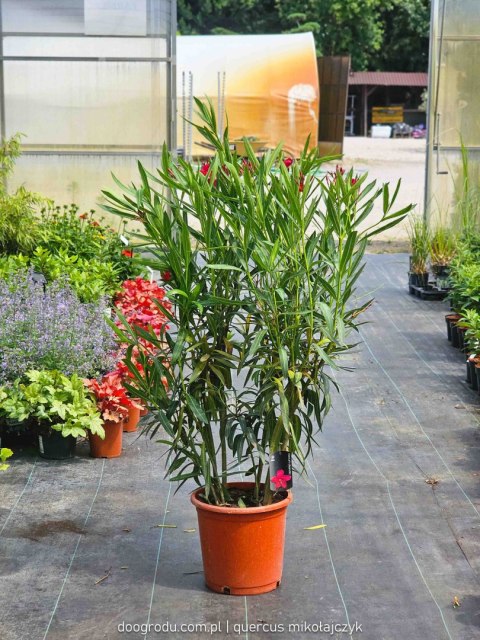 Nerium Oleander Czerwony 100CM C15 XXL