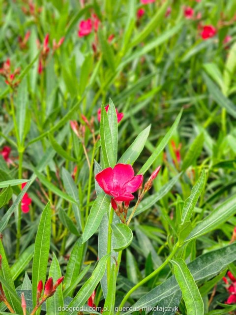 Nerium Oleander Czerwony 100CM C15 XXL