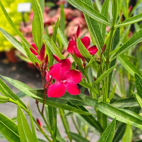 Nerium Oleander Czerwony 100CM C15 XXL