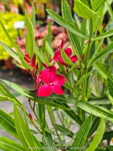 Nerium Oleander Czerwony 100CM C15 XXL