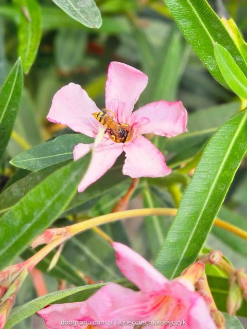 Nerium Oleander różowy XXL C15 100CM