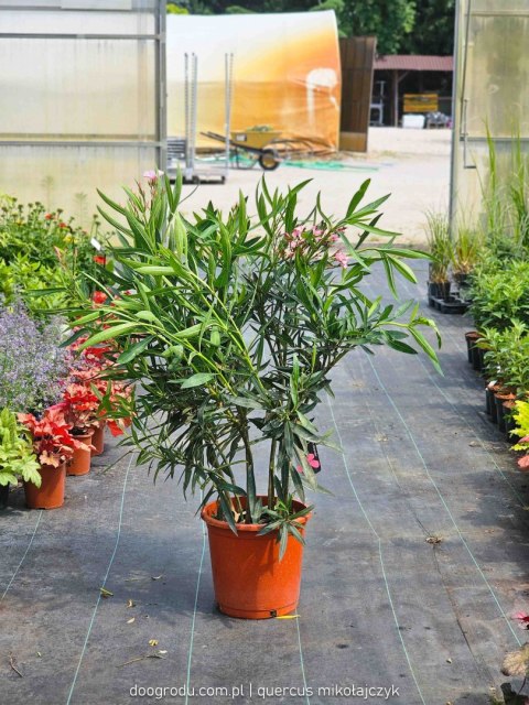Nerium Oleander różowy XXL C15 100CM