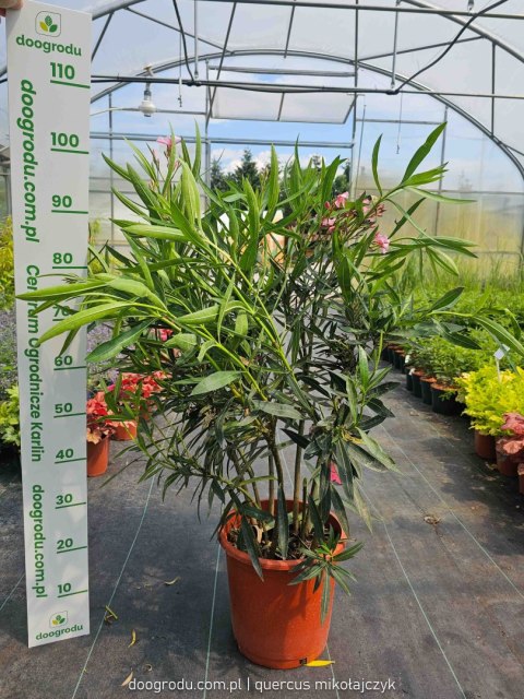 Nerium Oleander różowy XXL C15 100CM