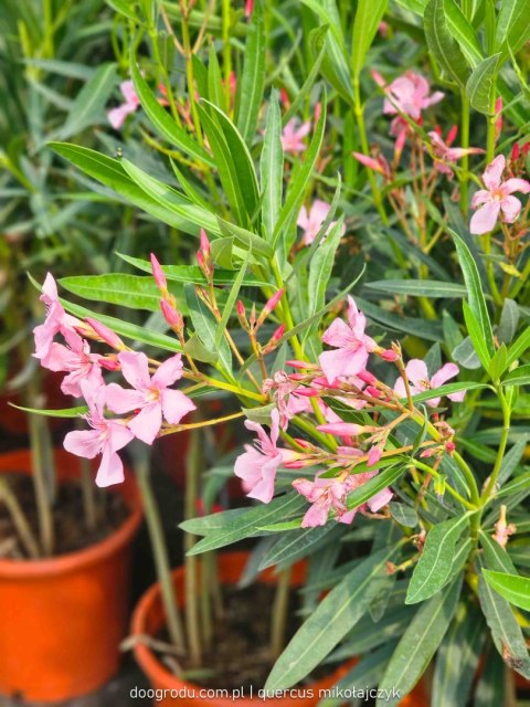 Nerium Oleander różowy XXL C15 100CM