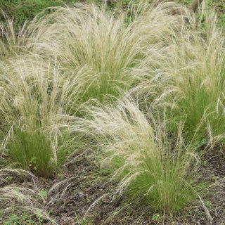 Ostnica 'Pony Tails' Stipa Tenuissima Koński Ogon Piękna Duża C2 30CM