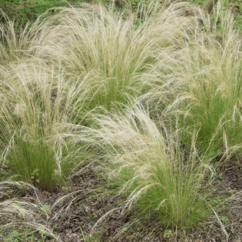 Ostnica 'Pony Tails' Stipa Tenuissima Koński Ogon Piękna Duża C2 30CM