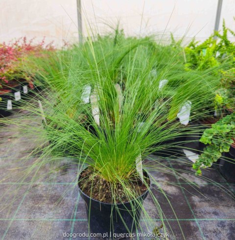 Ostnica 'Pony Tails' Stipa Tenuissima Koński Ogon Piękna Duża C2 30CM