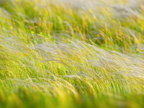 Ostnica 'Pony Tails' Stipa Tenuissima Koński Ogon Piękna Duża C2 30CM