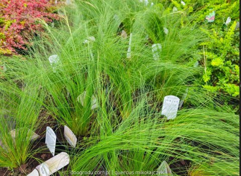 Ostnica 'Pony Tails' Stipa Tenuissima Koński Ogon Piękna Duża C2 30CM