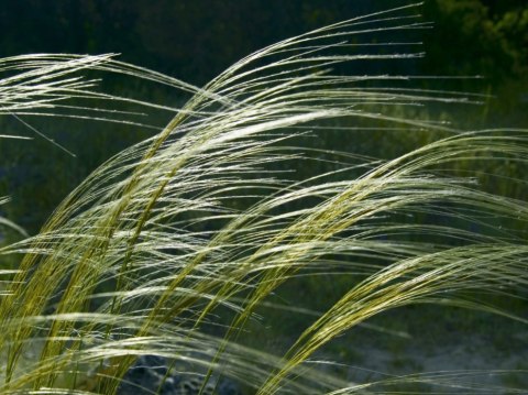 Ostnica 'Pony Tails' Stipa Tenuissima Koński Ogon Piękna Duża C2 30CM