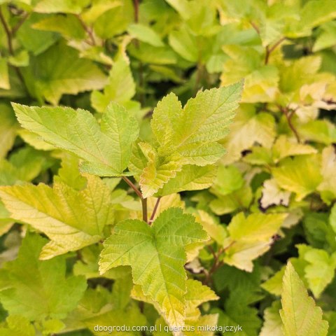 Pęcherznica kalinolistna 'Dart's Gold' Physocarpus opulifolius C2 50-60CM
