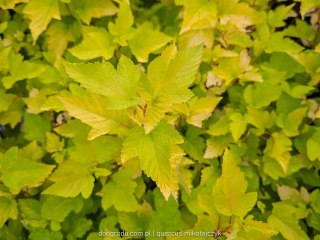 Pęcherznica kalinolistna 'Dart's Gold' Physocarpus opulifolius C2 50-60CM