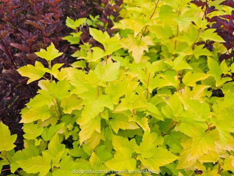 Pęcherznica kalinolistna 'Dart's Gold' Physocarpus opulifolius C2 50-60CM