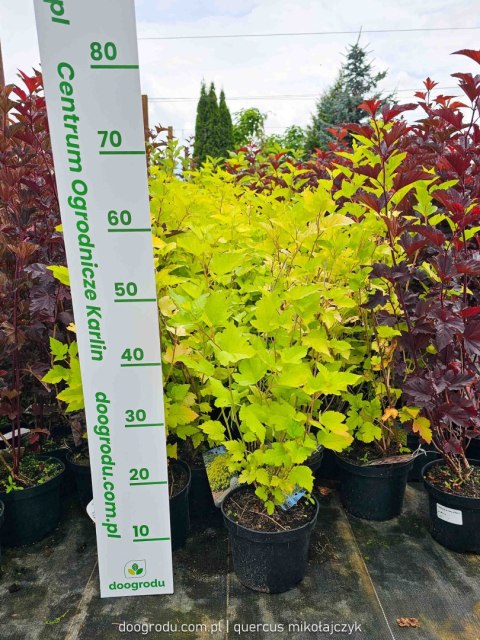 Pęcherznica kalinolistna 'Dart's Gold' Physocarpus opulifolius C2 50-60CM