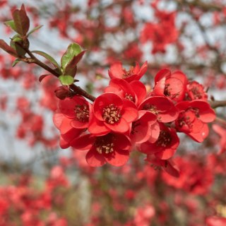 Pigwowiec pośredni (Chaenomeles ×superba) 'Fire Dance' C2