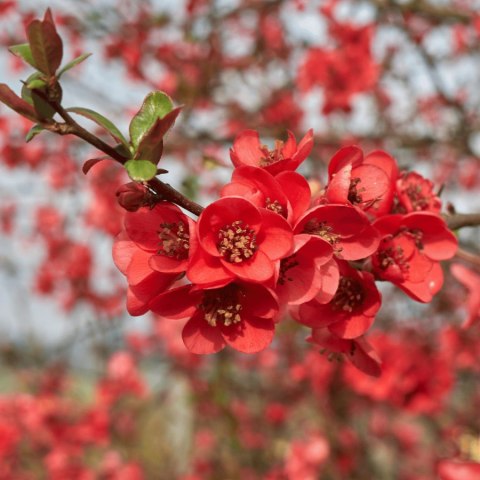 Pigwowiec pośredni (Chaenomeles ×superba) 'Fire Dance' C2 Pigwowiec pośredni (Chaenomeles ×superba) 'Fire Dance' C2