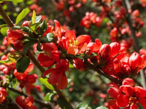 Pigwowiec pośredni (Chaenomeles ×superba) 'Fire Dance' C2 Pigwowiec pośredni (Chaenomeles ×superba) 'Fire Dance' C2